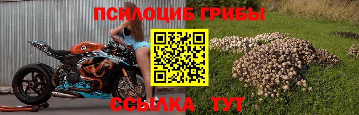 Псилоцибиновые грибы Psilocybe Богданович